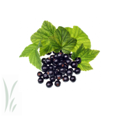 Wild Black Currants, Frozen / lb